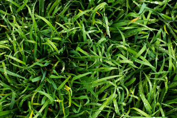 Green grass background. Lawn grass close up. 