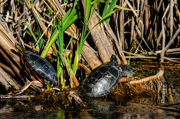 Painted Turtles At Turnbull National Wildlife Refuge.