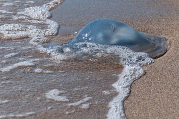 Jellyfish in foam from the sea surf