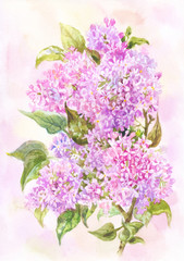 Fototapeta premium Light spring or summer watercolor. Branch of beautiful lilac. Botanical illustration or background