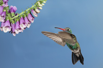 Broad-billed Hummingbird feeding on Nectar in Flower