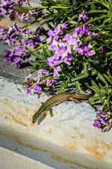 A small green lizard on a wall surrounded by a purple flower, at the island of Andros, Cyclades, Greece