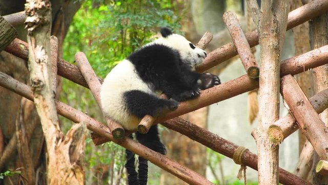 A little panda is trying to climb a tree to find something to eat.