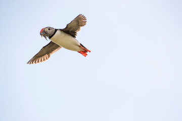 Puffin Seabird in Mid Flight