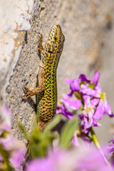 A small green lizard on a wall surrounded by a purple flower, at the island of Andros, Cyclades, Greece