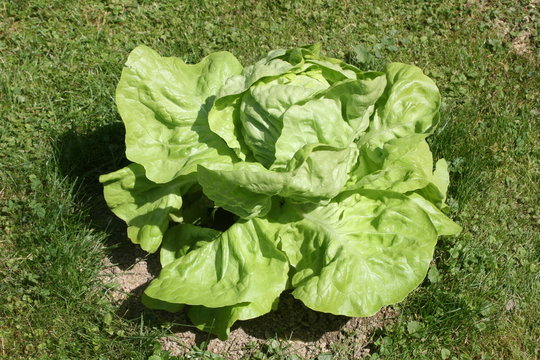 Kopfsalat imn Garten