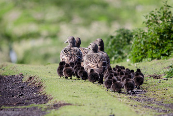 Family of Eider Ducks