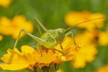 close up of green grasshopper sitting on yellow flower in garden