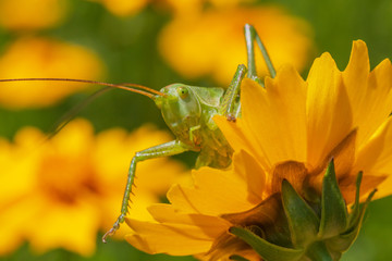 close up of green grasshopper looking out from yellow flower in garden