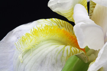 Schwertlilie © Stephan von Mikusch