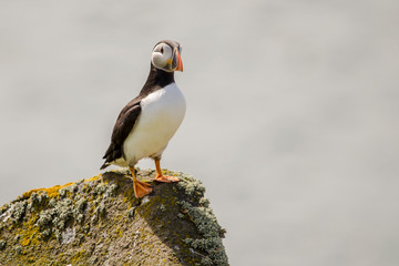 Single Puffin on a Rock, Seabird Conservation