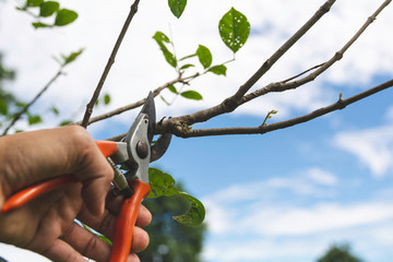 Gardener pruning trees with pruning shears on nature background.