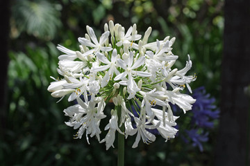 Schmucklilie © Stephan von Mikusch