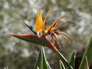 Strelitzia reginae - Bird of paradise or Crane flower like a head and beak of exotic bird