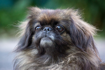 Pekingese dog tongue out in green grass. Portrait of happy pekingese dog lying in grass on summer walk. Pekingese red dog resting in field and enjoying of sun rays. Pekingese dog playing close up.