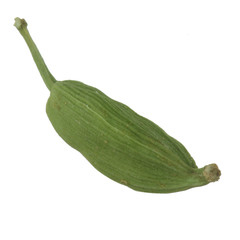 fresh pod of green cardamom isolated