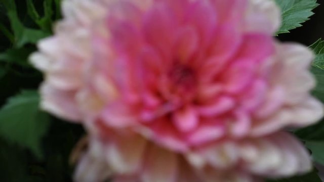 A closeup of pink Dahlia