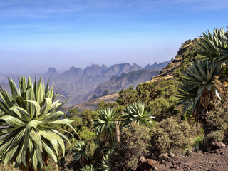 Fototapeta na wymiar Large Lobelia, Lobelia rhynchopetalum in Simien Mountains National Park in Ethiopia