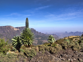 Large Lobelia, Lobelia rhynchopetalum in Simien Mountains National Park in Ethiopia