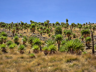 Fototapeta na wymiar Large Lobelia, Lobelia rhynchopetalum in Simien Mountains National Park in Ethiopia