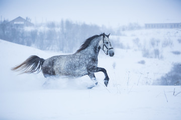 Fototapeta na wymiar Beautiful gray horse in the winter fields