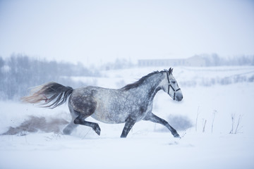 Obraz na płótnie Canvas Beautiful gray horse in the winter fields