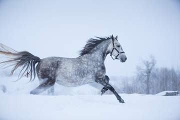 Fototapeta na wymiar Beautiful gray horse in the winter fields