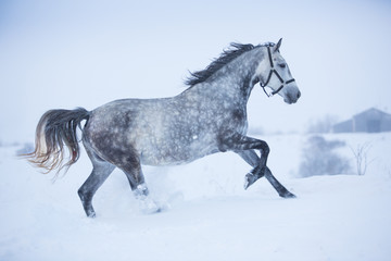Plakat Beautiful gray horse in the winter fields