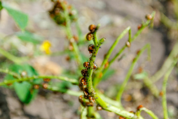 The Colorado potato beetle  the ten-striped spearman, the ten-lined potato beetle or the potato bug
