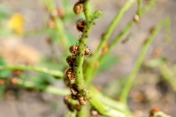 The Colorado potato beetle  the ten-striped spearman, the ten-lined potato beetle or the potato bug