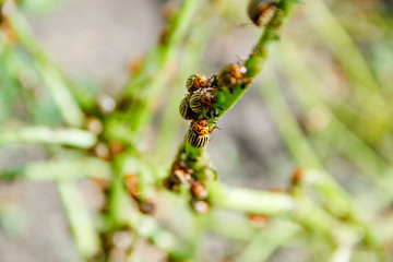 The Colorado potato beetle  the ten-striped spearman, the ten-lined potato beetle or the potato bug