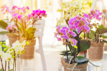 Orchid flowers in a sunlit room