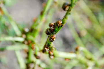 The Colorado potato beetle  the ten-striped spearman, the ten-lined potato beetle or the potato bug