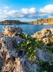 Flowers growing onto a rock near the cliffs
