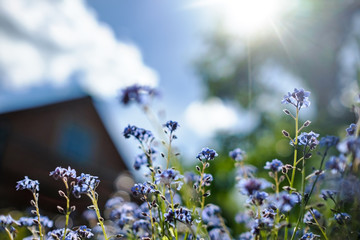 Small blue flowers in front of a blurred rural cottage. Summer sunny day - Powered by Adobe