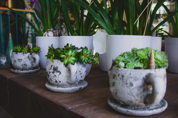 Home plant succulents potted  in textured gray ceramic cups