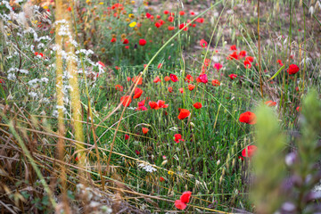 A group of poppy flowers