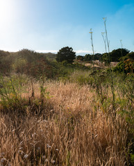 A lone tree in a field