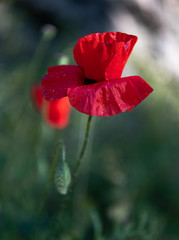 A macro shot of a poppy flower