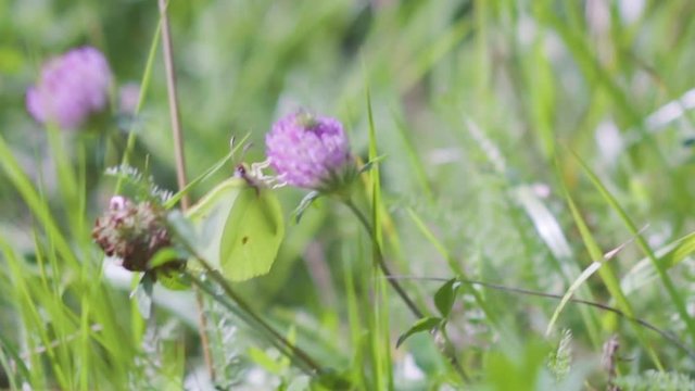 Close-up of clover meadow Trifolium pratense growing in summer on a lawn in the Caucasus Mountains