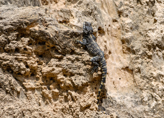 Roughtail Rock Agama Lizard Sunbathing on Rock  