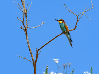 European Bee-Eater Perched on Tree Branch and Holding a Fly on Blue Sky in Spring