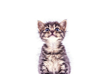 Beautiful fluffy tabby kitten with big blue eyes looking up