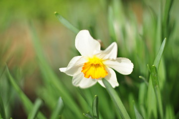 fleur de narcisse en printemps