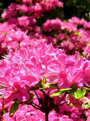 Obraz na płótnie Canvas Azeleenbusch mit rot-rosa Blüten
