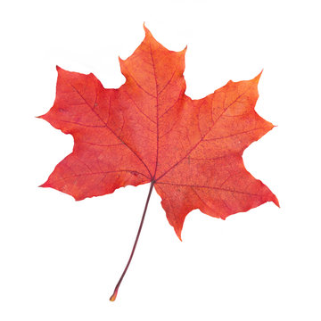 Red maple leaf on white background.