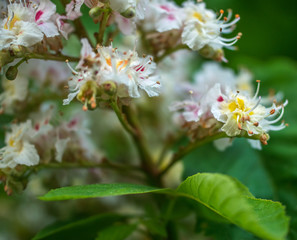 Fototapeta premium Horse chestnut flower with selective focus. Horse chestnut blossoming in springtime.
