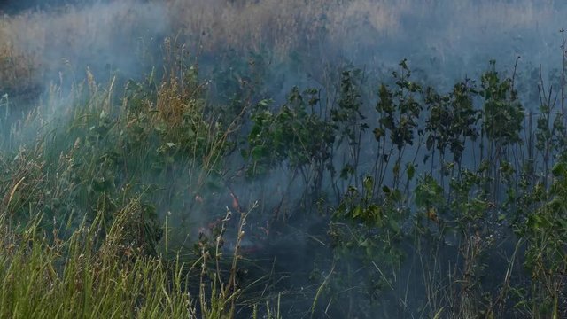 fire devours green grass giving off smoke