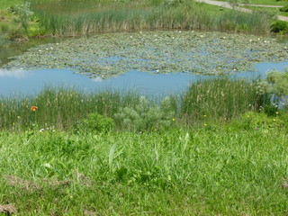 Kleiner Teich umgeben von Schilfgras