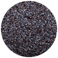 seeds of poppy background